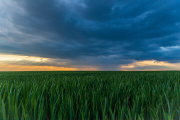 a storm and a beautiful sunset in a field with sprouted wheat