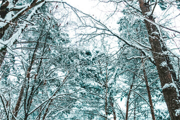 Winter forest covered in snow, fairytale landscape, Cieszyn