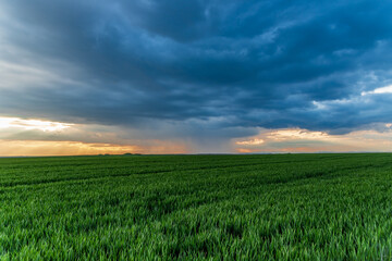 Plakat a storm and a beautiful sunset in a field with sprouted wheat