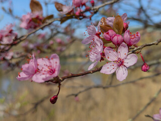 Kirschblüten in der Nahaufnahme mit blauem Himmel im Hintergrund