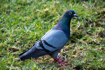 Taube