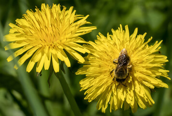 A honeybee with a furry body and shiny wings sits on a yellow dandelion flower in spring on a blurry green background