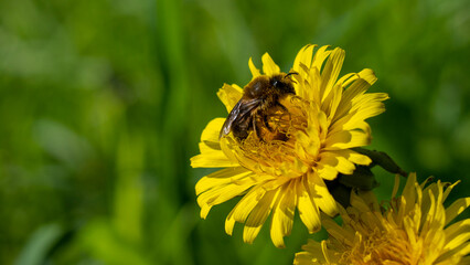 A honeybee fully covered in pollen sits on a yellow dandelion flower in spring on a blurry green background