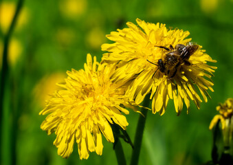 A honeybee covered in pollen and with glossy wings sits on a yellow dandelion flower in spring on a blurry green background