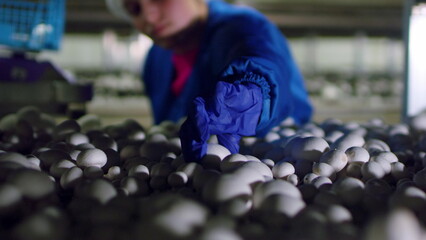 Mushroom farm. A bed of champignon mushrooms. The girl picks one mushroom with her hand. Industrial agribusiness of pure vegetarian products. Eco-friendly products, non-GMO. Mushroom picking.