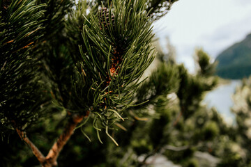 Obraz premium Snow-covered pine branches in a winter forest, Cieszyn, Poland