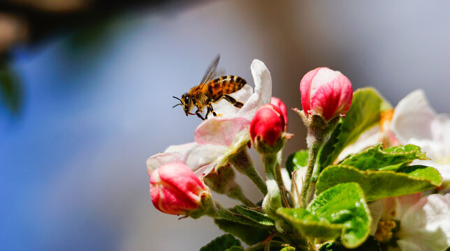 Bee collecting pollen on apple tree blossoming flower at spring. Apple tree bloom in may