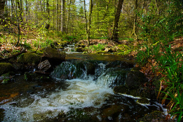 Obraz premium Bachlauf im Hochwald im Nordsaarland