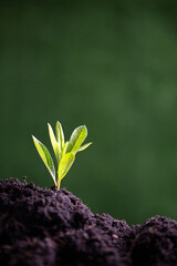 World Environment Day. Planting the seedlings into the soil. Idea of protecting the environment and reducing global warming. Symbol of spring, the beginning of forest, ecology concept. Earth day.