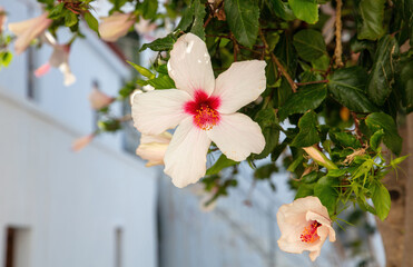 Hawaiian White Hibiscus or Hibiscus Arnottianus in Greece Cyclades island. Blur wall background.