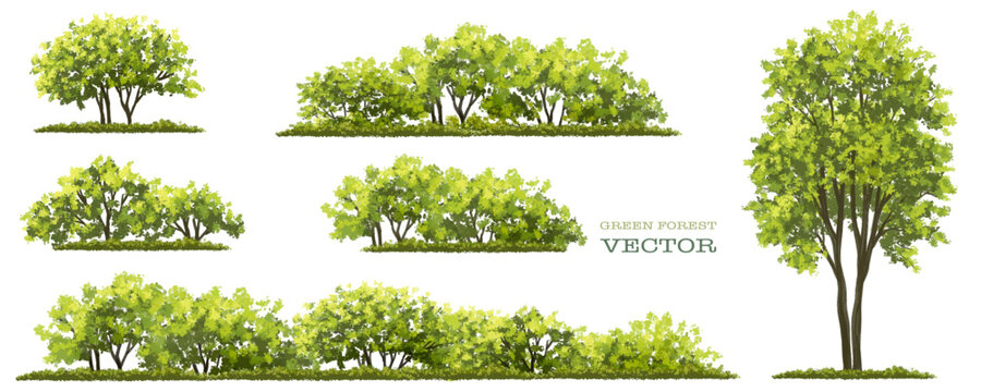 Vector of green grass or shrub isolated on white background,tree elevation for landscape concept,environment panorama scene,eco design,meadow for spring,set of trees