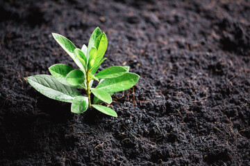 World Environment Day. Planting the seedlings into the soil. Idea of protecting the environment and reducing global warming. Symbol of spring, the beginning of forest, ecology concept. Earth day.