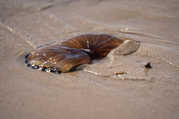 Méduse sur la plage