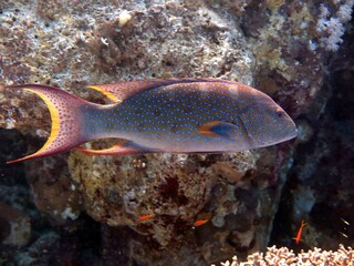 Fototapeta na wymiar red sea grouper fish