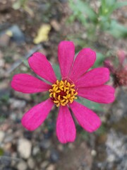 Flower pink