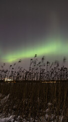 A mesmerizing green Aurora dances across the dark sky, casting an ethereal glow, while nearby bushes sway gracefully in the wind.