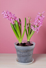 Pink hyacinth in a flowerpot on pink background. Copy space