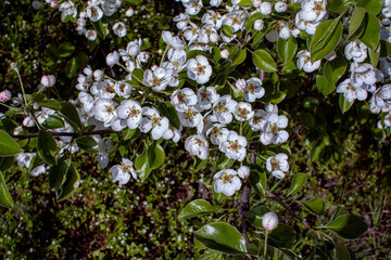 Beautiful blooming apple tree branches with white flowers growing in a garden. Spring nature background.