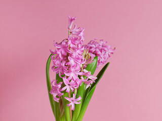 Pink hyacinth flowers on pink background. Mother's day card