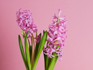 Obraz premium Pink hyacinth. Mother's day concept 