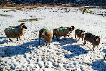 Naklejka premium Flock of sheep at a snow covered meadow in County Donegal - Ireland