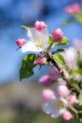 Obraz premium tree blossom