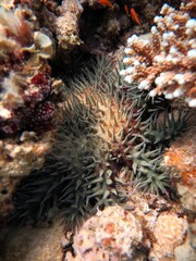 red sea crown of thorns starfish 