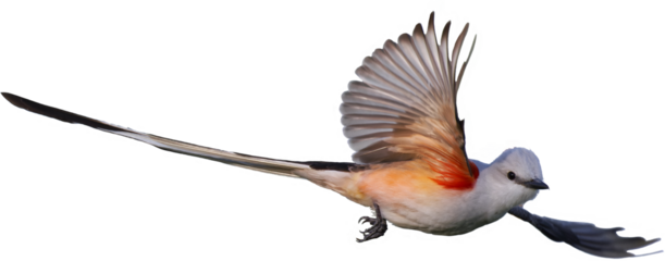 Scissor-tailed flycatcher. Tyrannus forficatus