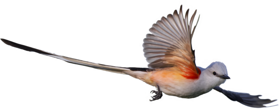 Scissor-tailed flycatcher. Tyrannus forficatus