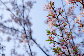 A close-up shot of blooming cherry blossoms on a tree branch
