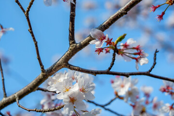 Close focus on cherry blossom (Sakura Tree Flower) and solf blur background