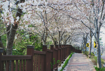 Fototapeta premium footpath in the park with Cherry Blossom petals on the ground during the full bloom during spring seasion