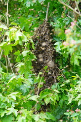 Swarm of Bees