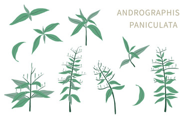 Andrographis; paniculata object for health on white background