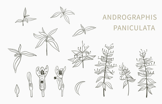 Andrographis; paniculata line object for health on white background