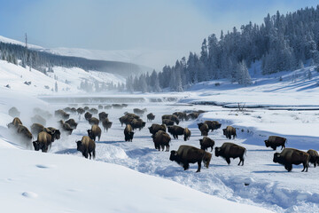 Yellowstone National Park. Herd of Bison in the snow