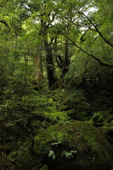 Yakushima island