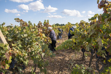 Persone impegnate nella raccolta dell'uva durante la vendemmia. - obrazy, fototapety, plakaty
