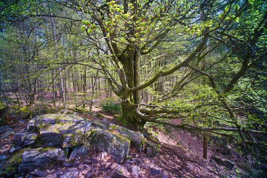 alte Ulme auf dem Premiumwanderweg Felsenweg im Nordsaarland bei Waldh&ouml;lzbach