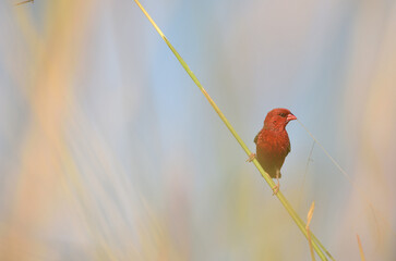 Bird (Red Avadavat) , Thailand