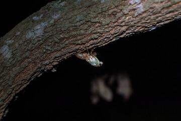A cicada molting process. Cicada metamorphosis molt. The transformation into an adult insect....