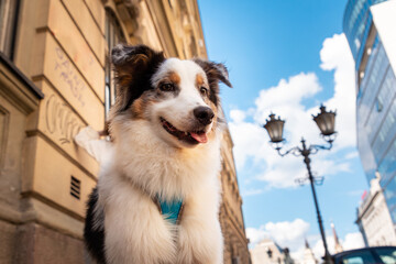 Fluffy purebreed aussie dog in sky background. Animal care