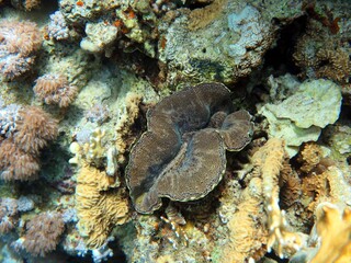 red sea giant clam shells