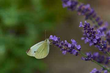 Kleiner Kohlweißling (Pieris rapae) an Lavendel	