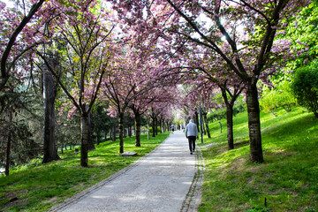 Fototapeta na wymiar walking under the sakura