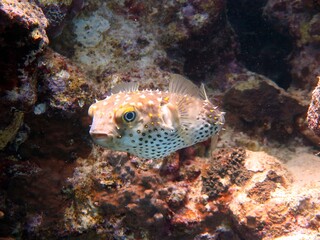 Balloon fish in the red sea 