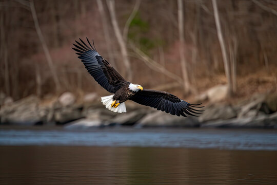 Bald Eagle Flying Over the Paulinskill River in New Jersey Looking for Fish