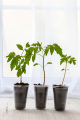 Young seedlings of tomatoes on the windowsill. Ecological home cultivation of tomato seedlings in winter and early spring. Reuse of disposable plastic tableware