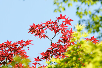 春の新緑と赤いノムラモミジのコントラスト