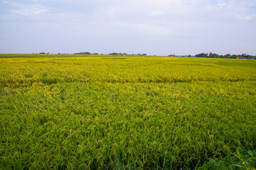 Natural landscape view of agriculture harvest Paddy rice field in Bangladesh